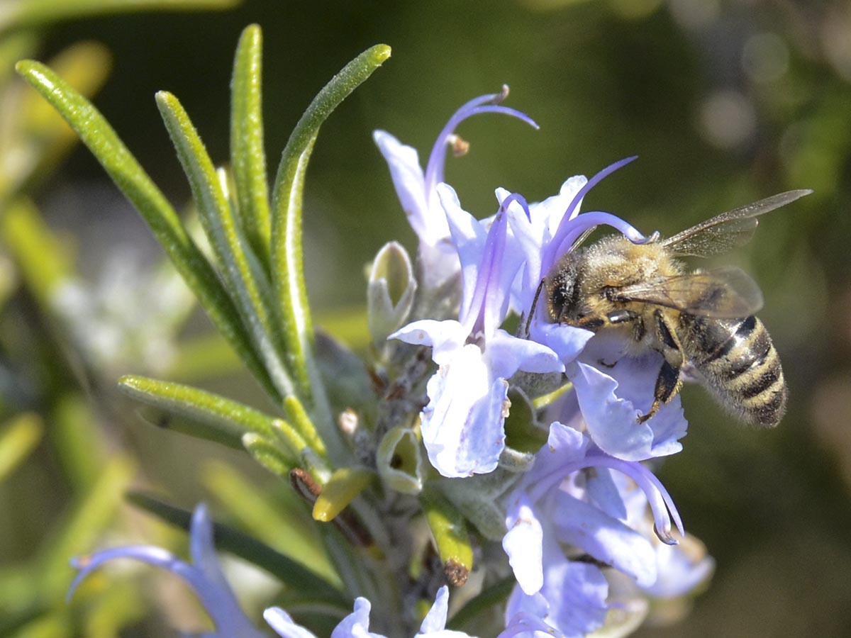 Apis